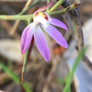 Caladenia fuscata at Majura, ACT - 26 Sep 2015