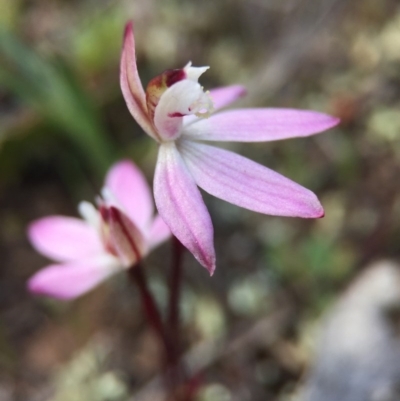 Caladenia fuscata (Dusky Fingers) at Mount Majura - 26 Sep 2015 by AaronClausen