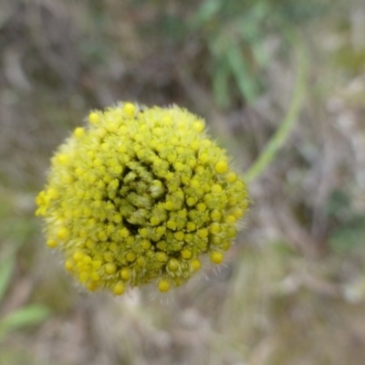 Craspedia variabilis (Common Billy Buttons) at Molonglo Gorge - 23 Sep 2015 by FranM