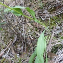 Craspedia variabilis at The Ridgeway, NSW - suppressed