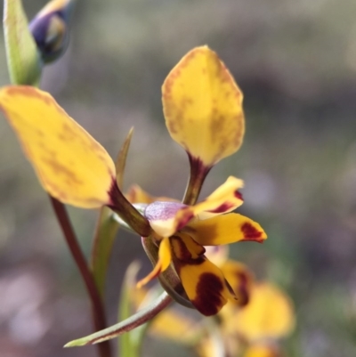 Diuris pardina (Leopard Doubletail) at Mount Majura - 26 Sep 2015 by AaronClausen