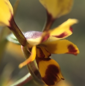 Diuris pardina at Majura, ACT - 26 Sep 2015