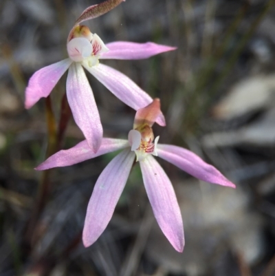 Caladenia fuscata (Dusky Fingers) at Mount Majura - 26 Sep 2015 by AaronClausen