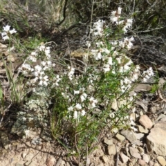 Cryptandra amara (Bitter Cryptandra) at Molonglo Gorge - 23 Sep 2015 by FranM