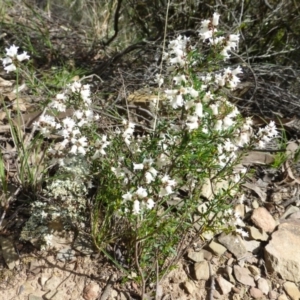 Cryptandra amara at The Ridgeway, NSW - 23 Sep 2015