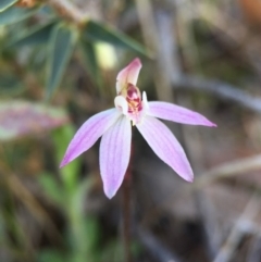 Caladenia fuscata (Dusky Fingers) at Majura, ACT - 26 Sep 2015 by AaronClausen