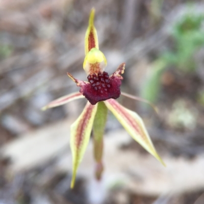 Caladenia actensis (Canberra Spider Orchid) at Majura, ACT - 26 Sep 2015 by AaronClausen