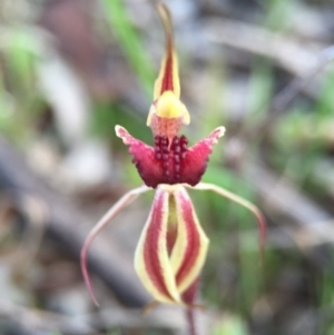 Caladenia actensis at suppressed - 26 Sep 2015