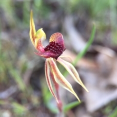 Caladenia actensis at suppressed - 26 Sep 2015