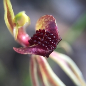 Caladenia actensis at suppressed - suppressed