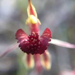 Caladenia actensis at suppressed - suppressed