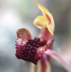 Caladenia actensis at suppressed - suppressed