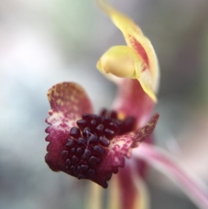 Caladenia actensis at suppressed - suppressed