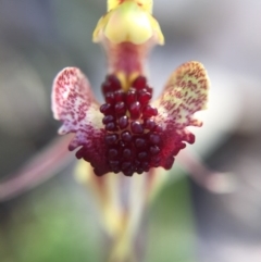 Caladenia actensis at suppressed - suppressed