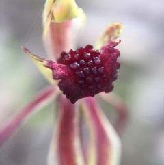 Caladenia actensis at suppressed - suppressed