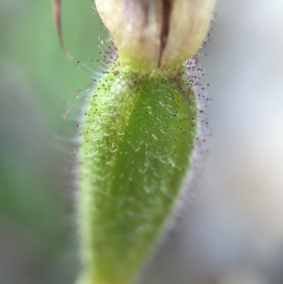 Caladenia actensis (Canberra Spider Orchid) at Majura, ACT - 26 Sep 2015 by AaronClausen