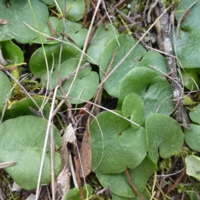 Corysanthes incurva (Slaty Helmet Orchid) at Molonglo Gorge - 23 Sep 2015 by FranM