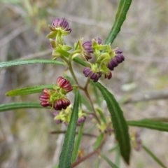 Dodonaea viscosa subsp. angustissima (Hop Bush) at Molonglo Gorge - 23 Sep 2015 by FranM