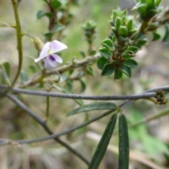 Glycine clandestina (Twining Glycine) at Molonglo Gorge - 23 Sep 2015 by FranM