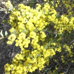 Acacia buxifolia subsp. buxifolia (Box-leaf Wattle) at Majura, ACT - 26 Sep 2015 by SilkeSma