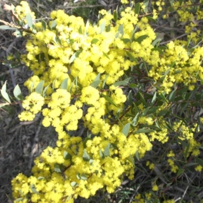 Acacia buxifolia subsp. buxifolia (Box-leaf Wattle) at Majura, ACT - 26 Sep 2015 by SilkeSma