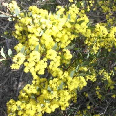 Acacia buxifolia subsp. buxifolia (Box-leaf Wattle) at Majura, ACT - 25 Sep 2015 by SilkeSma