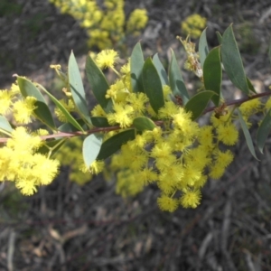 Acacia buxifolia subsp. buxifolia at Majura, ACT - 26 Sep 2015 09:16 AM