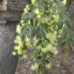 Acacia paradoxa (Kangaroo Thorn) at Mount Ainslie - 26 Sep 2015 by SilkeSma