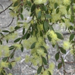 Acacia paradoxa at Majura, ACT - 26 Sep 2015 10:00 AM