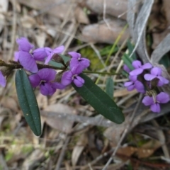 Hovea heterophylla (Common Hovea) at The Ridgeway, NSW - 23 Sep 2015 by FranM