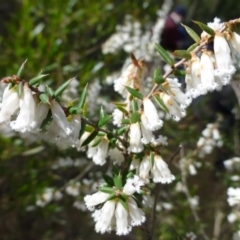 Leucopogon fletcheri subsp. brevisepalus (Twin Flower Beard-Heath) at Molonglo Gorge - 23 Sep 2015 by FranM