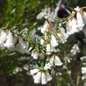 Styphelia fletcheri subsp. brevisepala at The Ridgeway, NSW - 23 Sep 2015