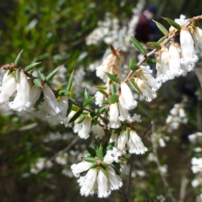 Styphelia fletcheri subsp. brevisepala (Twin Flower Beard-Heath) at The Ridgeway, NSW - 23 Sep 2015 by FranM