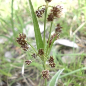 Luzula densiflora at Campbell, ACT - 26 Sep 2015