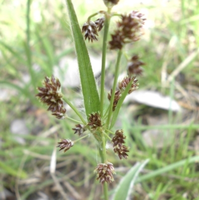 Luzula densiflora (Dense Wood-rush) at Mount Ainslie - 26 Sep 2015 by SilkeSma