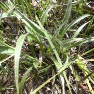 Luzula densiflora at Campbell, ACT - 26 Sep 2015 11:25 AM