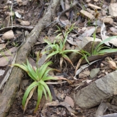 Luzula densiflora (Dense Wood-rush) at Molonglo Gorge - 23 Sep 2015 by FranM