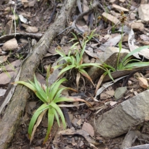 Luzula densiflora at The Ridgeway, NSW - 23 Sep 2015 10:34 AM