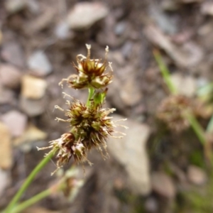 Luzula densiflora at The Ridgeway, NSW - 23 Sep 2015 10:34 AM