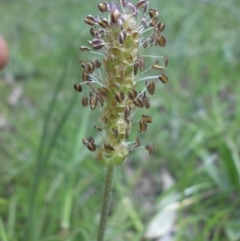 Plantago varia (Native Plaintain) at Mount Ainslie - 26 Sep 2015 by SilkeSma