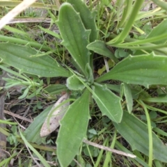 Plantago varia at Campbell, ACT - 26 Sep 2015