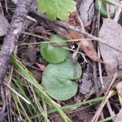 Corysanthes incurva (Slaty Helmet Orchid) at Aranda, ACT - 23 Sep 2015 by MattM