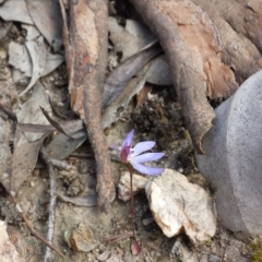 Cyanicula caerulea (Blue Fingers, Blue Fairies) at Aranda Bushland - 25 Sep 2015 by MattM