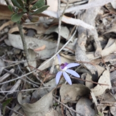 Cyanicula caerulea at Cook, ACT - 26 Sep 2015