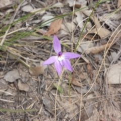 Glossodia major (Wax Lip Orchid) at Aranda, ACT - 26 Sep 2015 by MattM