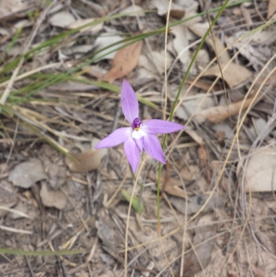 Glossodia major (Wax Lip Orchid) at Aranda Bushland - 25 Sep 2015 by MattM