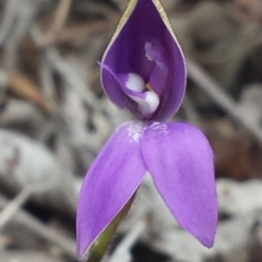 Glossodia major at Aranda, ACT - 26 Sep 2015