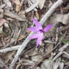 Glossodia major at Aranda, ACT - 26 Sep 2015