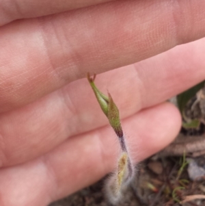 Caladenia atrovespa at Aranda, ACT - 26 Sep 2015