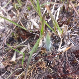 Caladenia atrovespa at Aranda, ACT - 26 Sep 2015